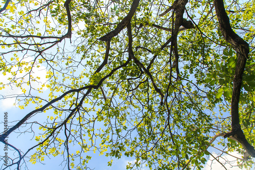 Obraz premium Tree branches