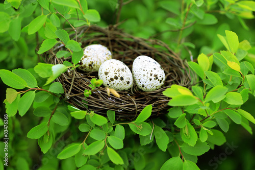 Wicker nest with eggs over green tree background
