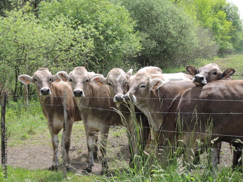 Fototapeta premium Vaches grises