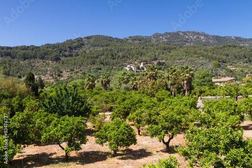 Orange tree orchard at Fornalutx