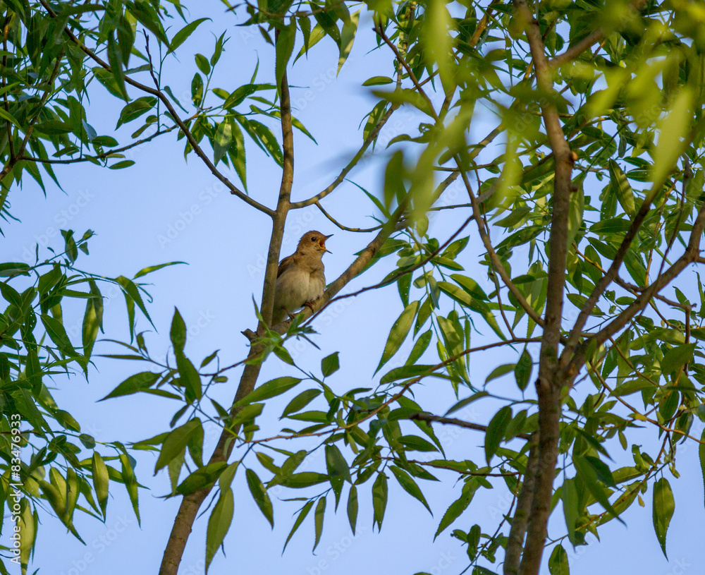 Obraz premium Nightingale is singing on a tree 