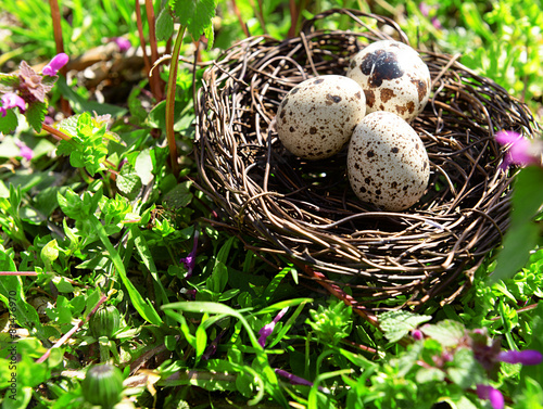 Nest with bird eggs over flowers background