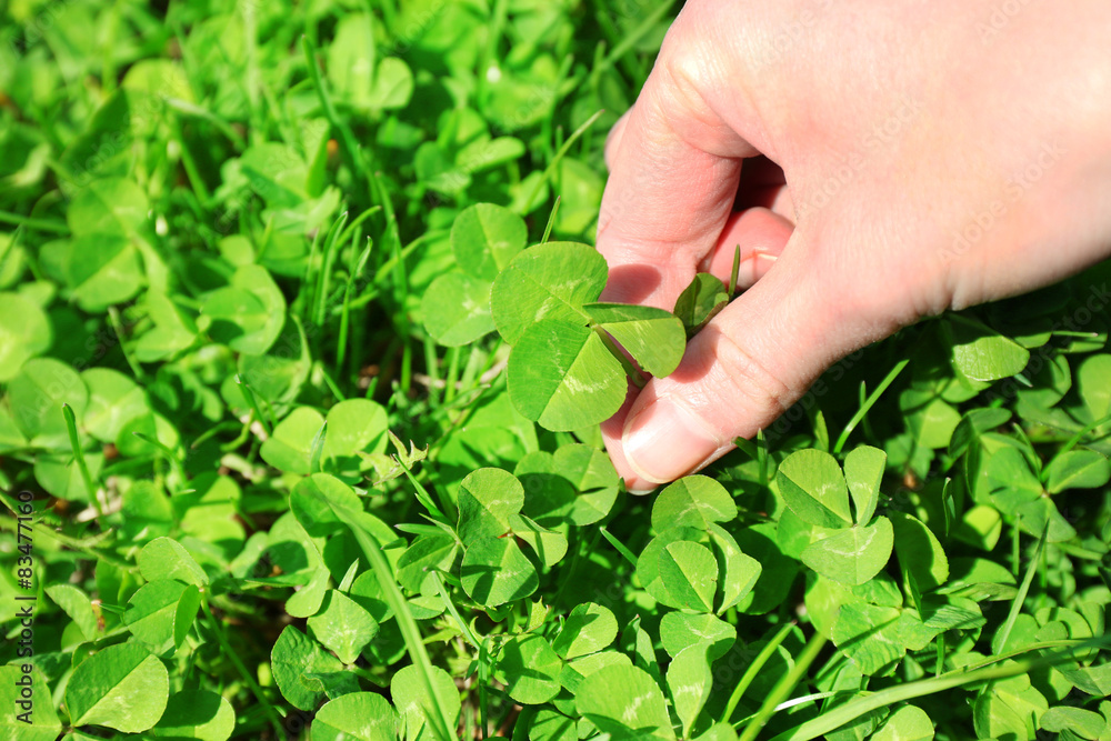 Woman hand picking clover, outdoors Woman hand picking clover, outdoors