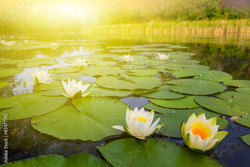 Fototapeta Naklejka Na Ścianę i Meble -  summer river with white lilies