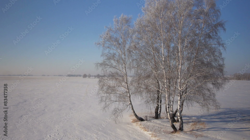 Trees with snow in winter rural park Trees with snow in winter rural park