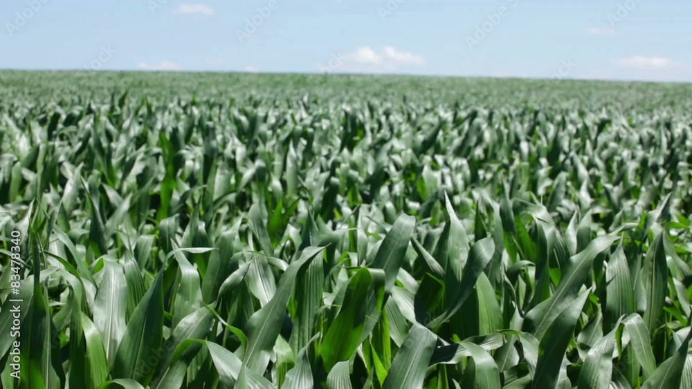 corn field waving on wind at summer corn field waving on wind at summer