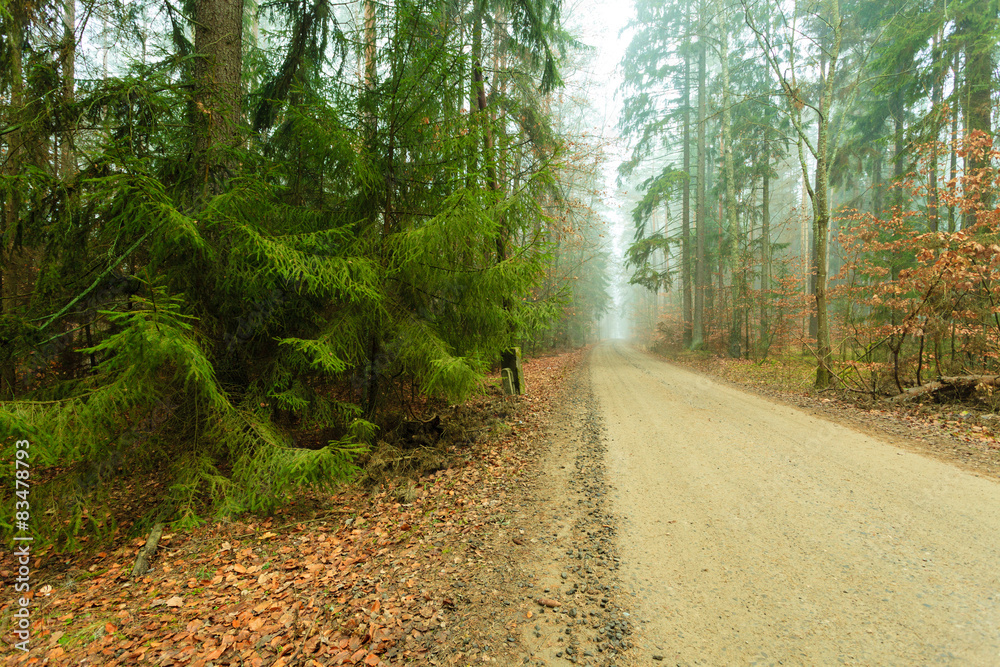 Obraz premium Pathway through the misty autumn forest