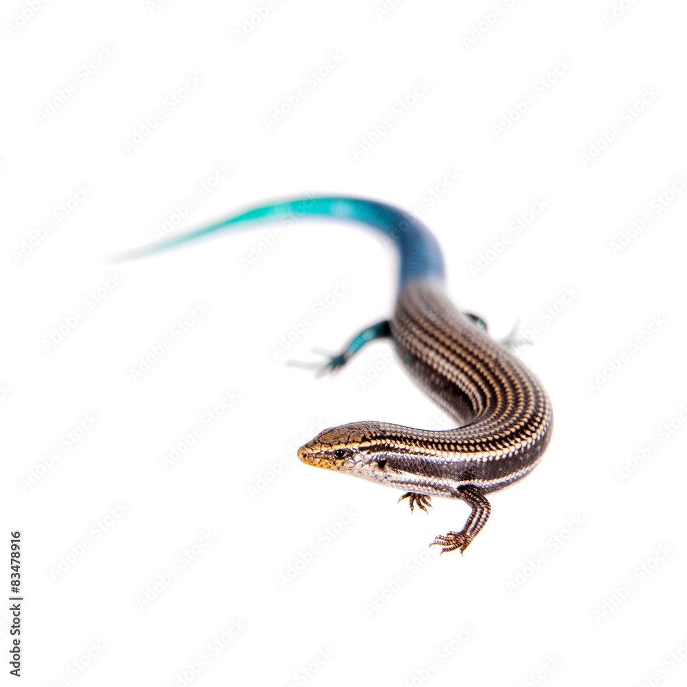 Gran Canaria skink, Chalcides sexlineatus, on white
