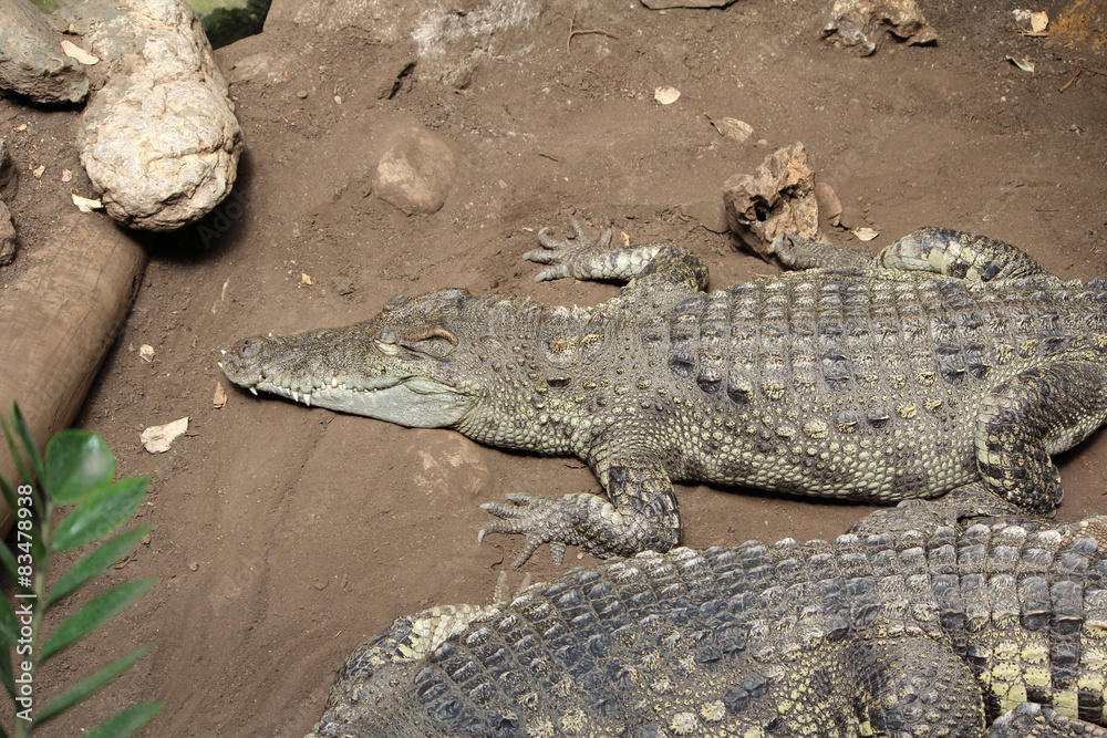 Fototapeta premium Crocodile, Alligator