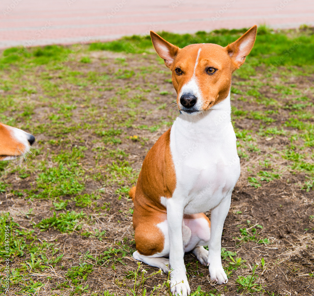 Basenji stands in the park.