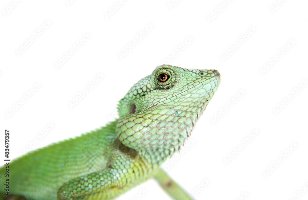Fototapeta premium Black lipped Lizard, Calotes nigrilabris, on white