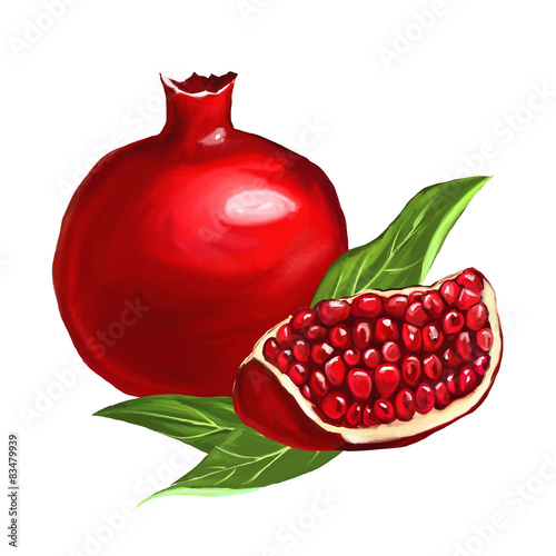 fruit pomegranate vector illustration  hand drawn  painted 