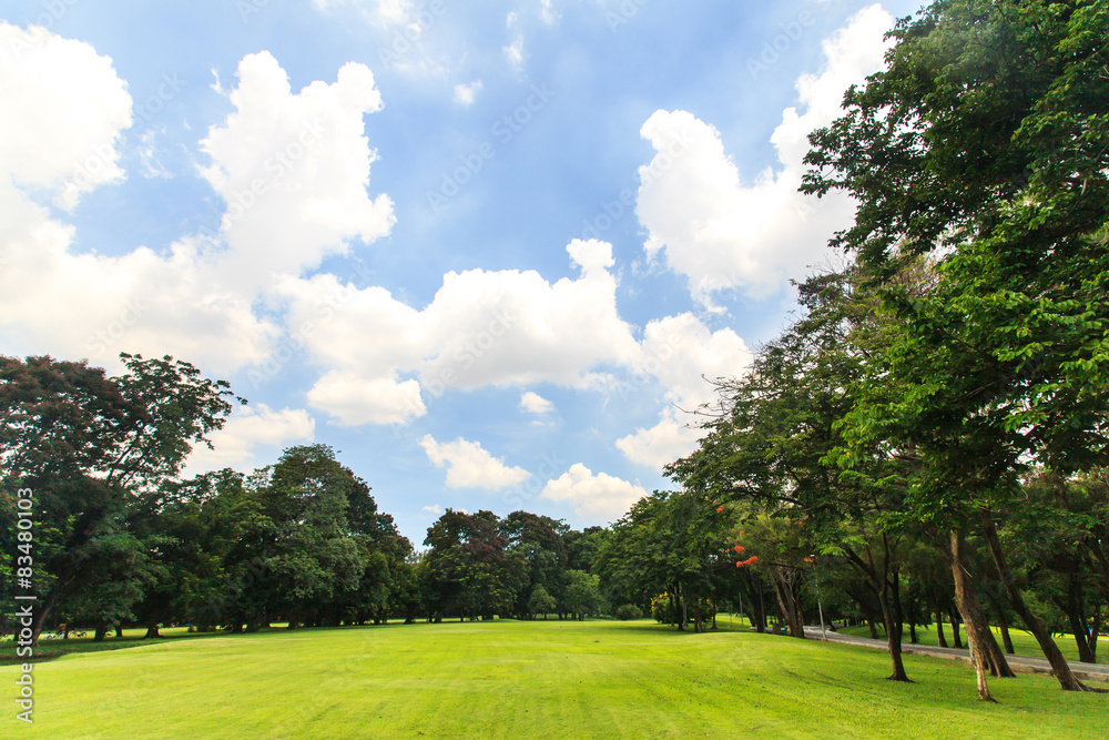 Fototapeta premium Beautiful park