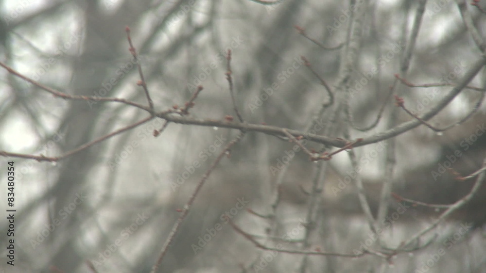 Rack focus back and forth between bare tree branches. Rack focus back and forth between bare tree branches.