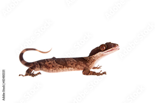 Bow-fingered gecko  Cyrtodactylus irianjayaensis  on white