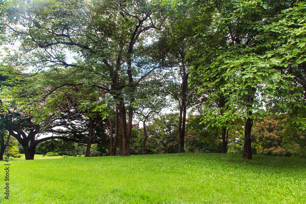 Fototapeta premium Beautiful park