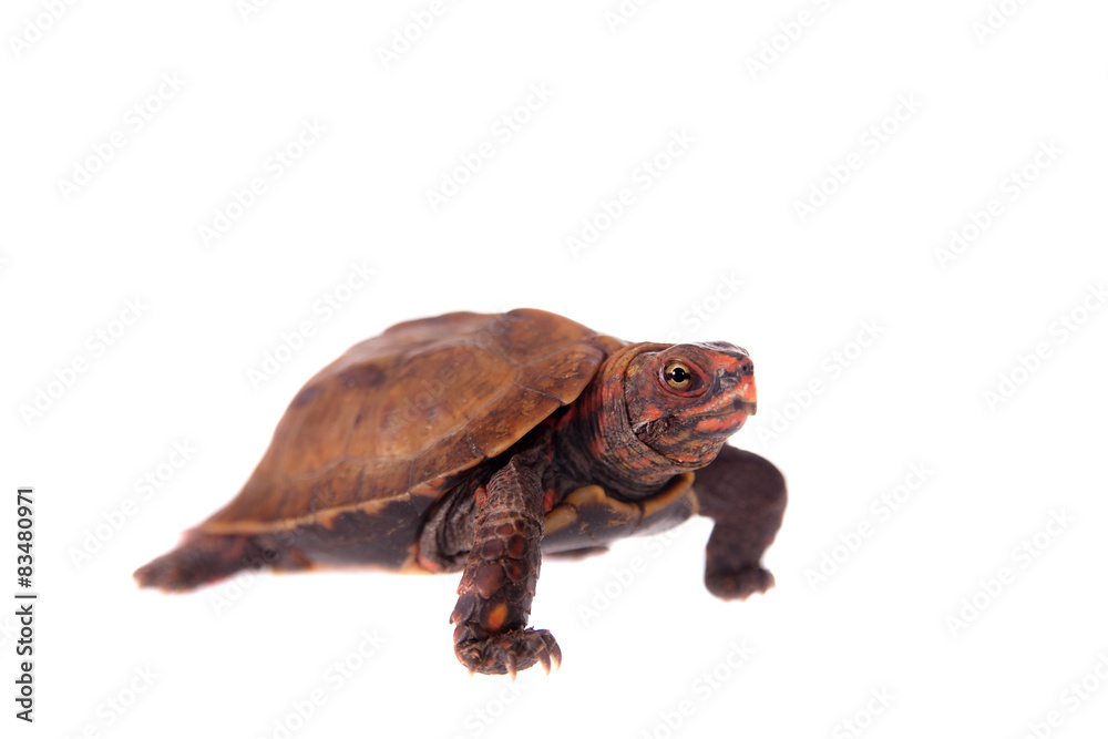 Obraz premium The Ryukyu leaf turtle, Geoemyda japonica, on white