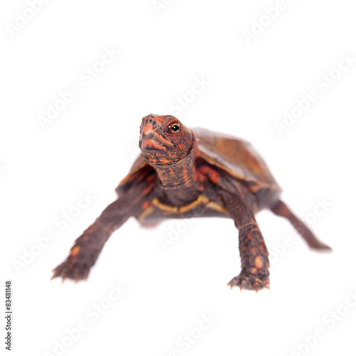 The Ryukyu leaf turtle, Geoemyda japonica, on white photo