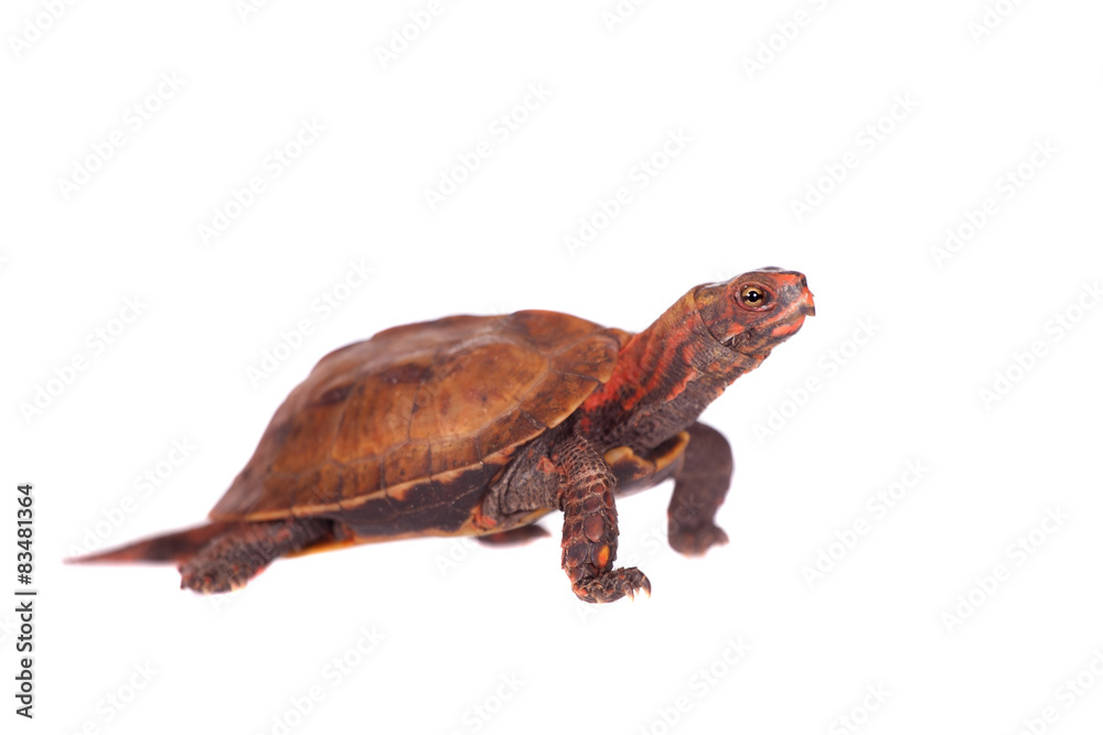 Fototapeta premium The Ryukyu leaf turtle, Geoemyda japonica, on white