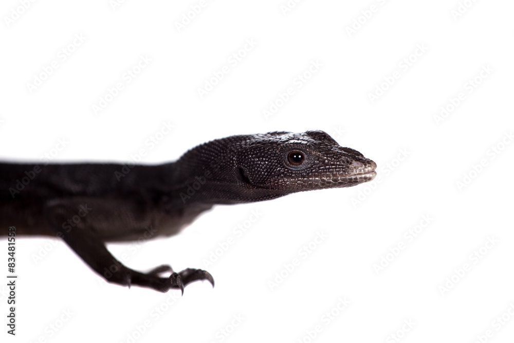 Black tree monitor lizard, varanus beccari, on white Black tree monitor lizard, varanus beccari, on white