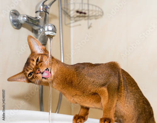 Fototapeta Naklejka Na Ścianę i Meble -  Abyssinian cat drinks water