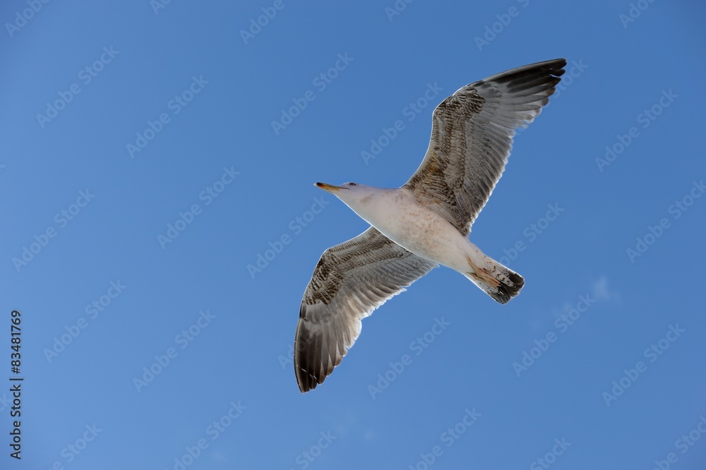 Obraz premium Seagull