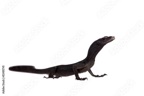 Black tree monitor lizard  varanus beccari  on white