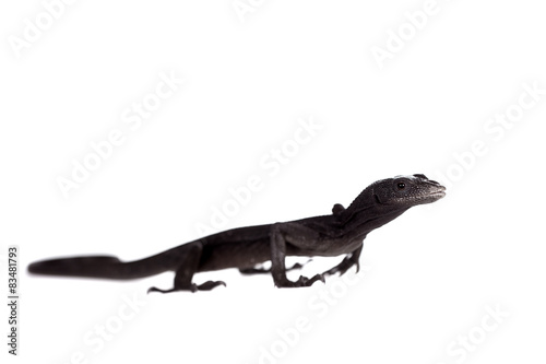 Black tree monitor lizard, varanus beccari, on white © Farinoza