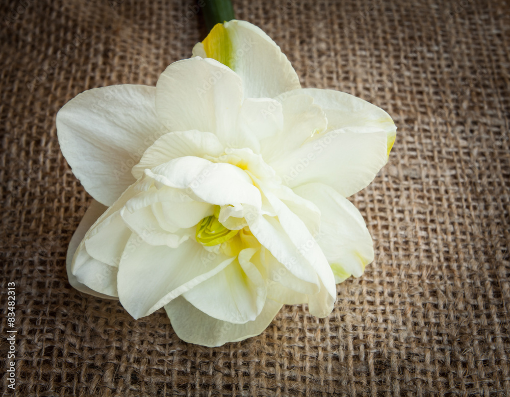 Delicate flower daffodil with heart on wooden background. Delicate flower daffodil with heart on wooden background.