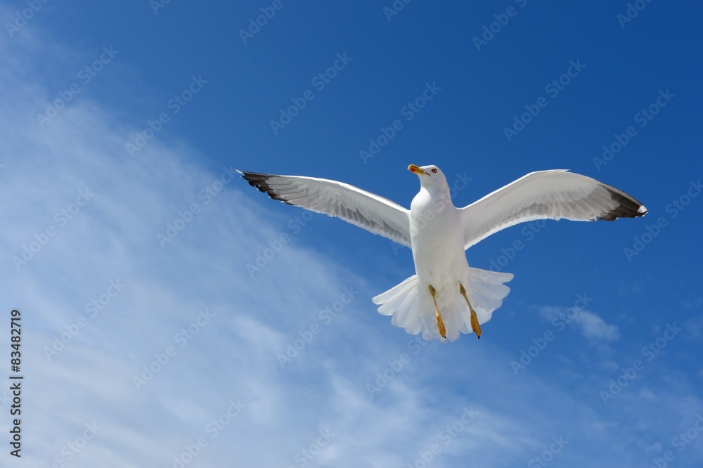 Seagull Seagull