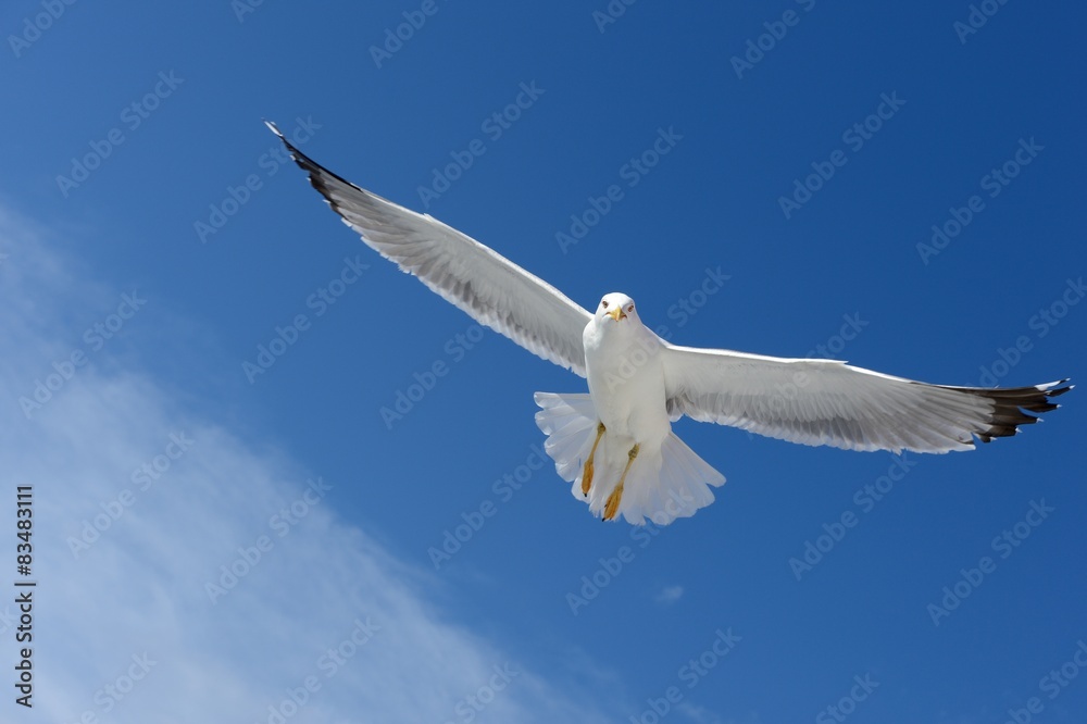 Seagull Seagull
