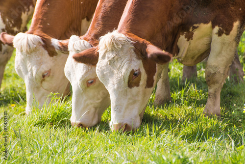 Closeup of white brown cows eating grass on meadow