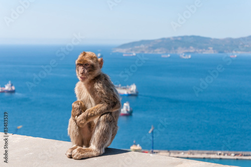 Barbary macaque monkey in Gibraltar © mkos83