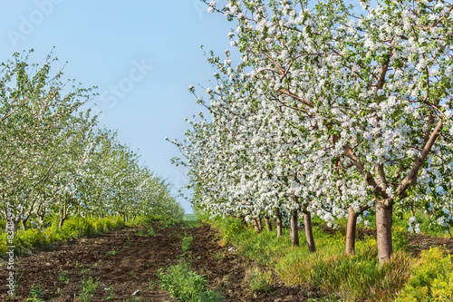 Blooming apple orchard in May evening