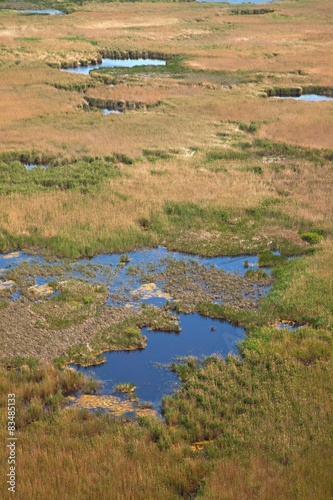 Swamp photo