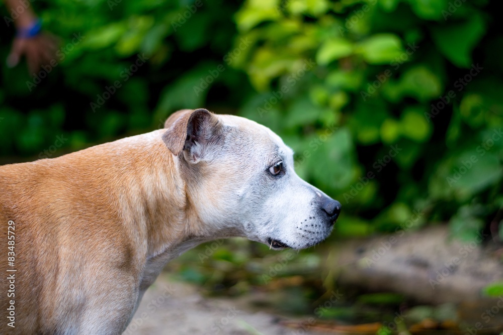 Old Staffy Dog at the Beach