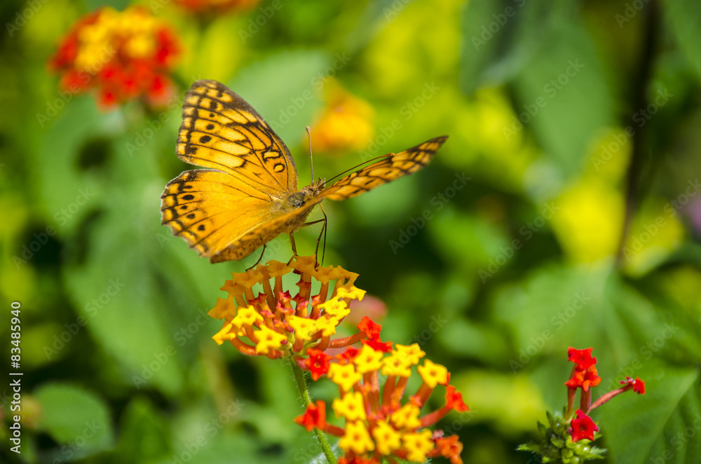 Butterfly on the flower in the sunny summer day. Butterfly on the flower in the sunny summer day.