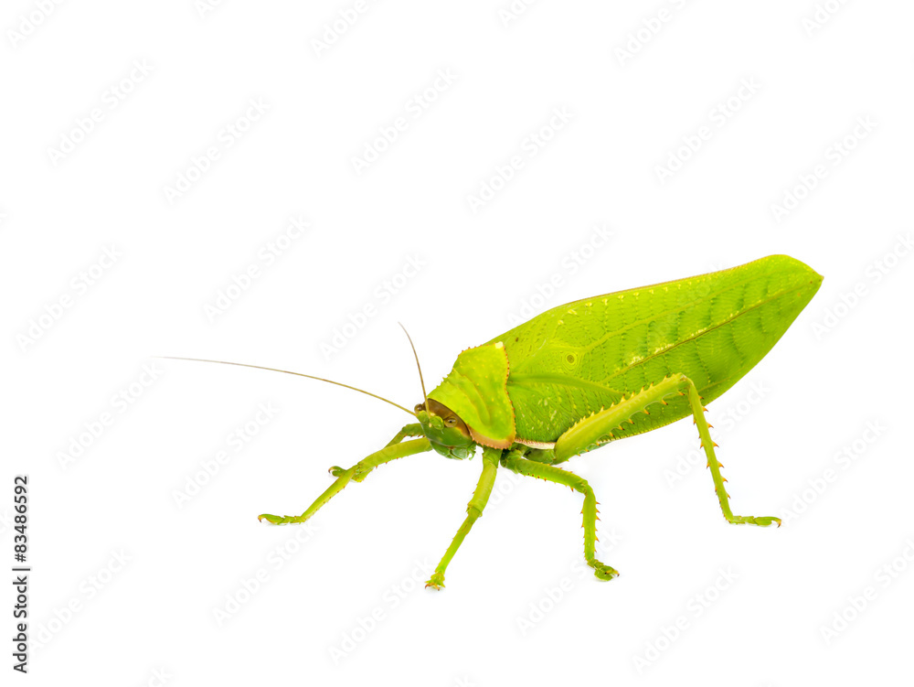 Fototapeta premium grasshopper.