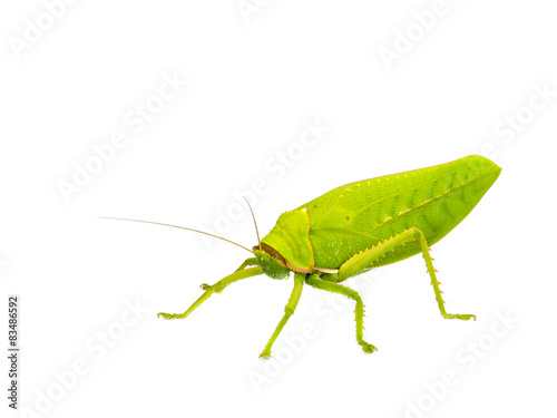 grasshopper. © tropper2000