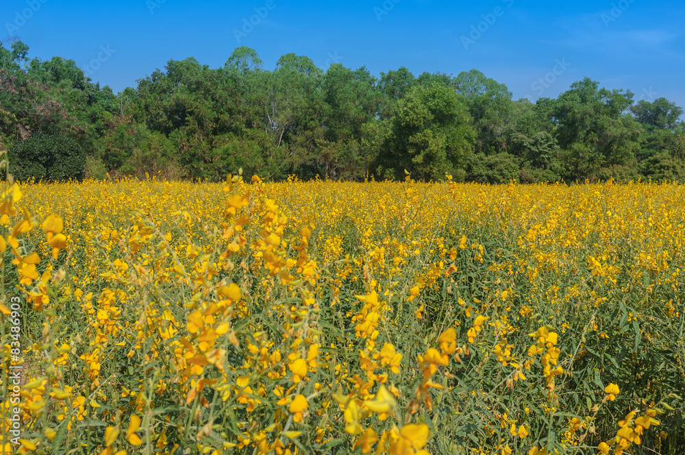 Field Full of Flowers