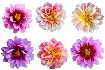 Keuken achterwand Dahlia Dahlia bloemencollectie in detail  © Le Do