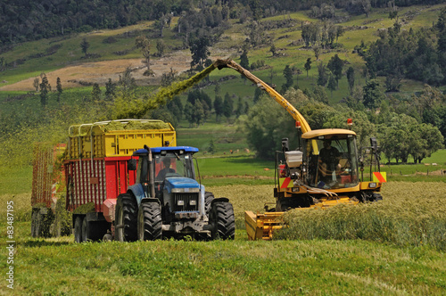 harvesting triticale for silage