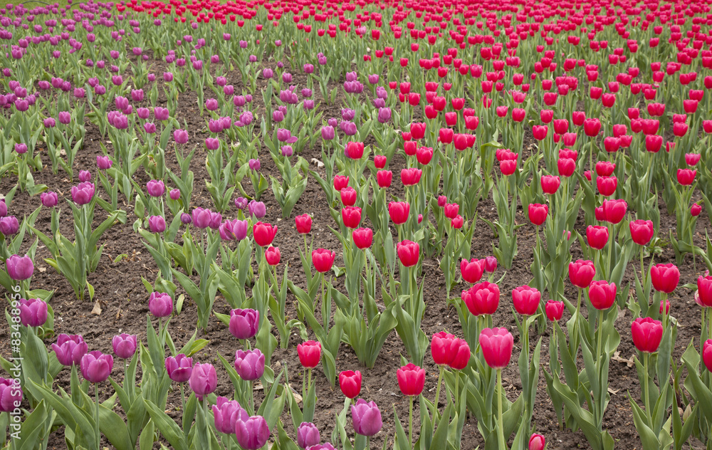 Tulips bed 