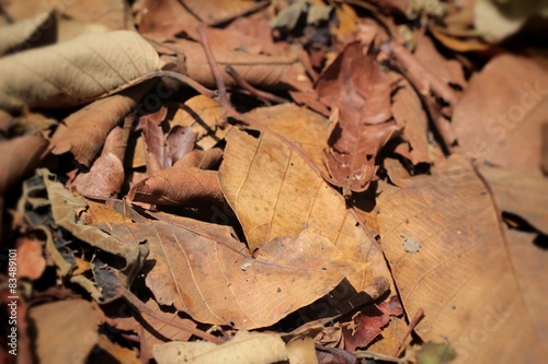 Dried leaves