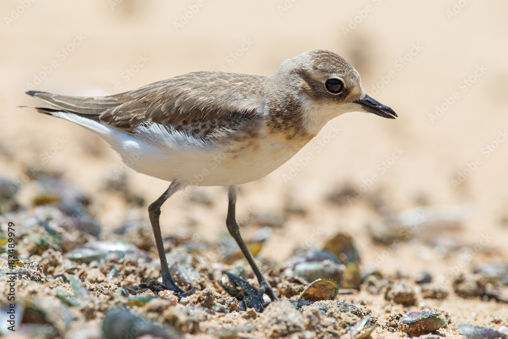 Lesser Sand Plover looking food at beach