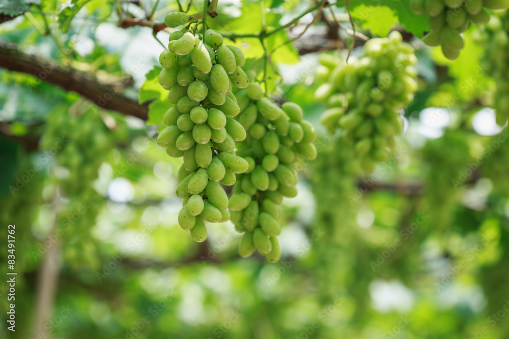 Bunch of fresh green grapes in vineyard Bunch of fresh green grapes in vineyard