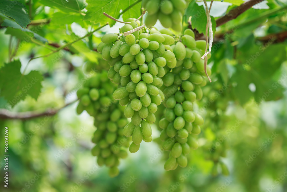 Bunch of fresh green grapes in vineyard Bunch of fresh green grapes in vineyard