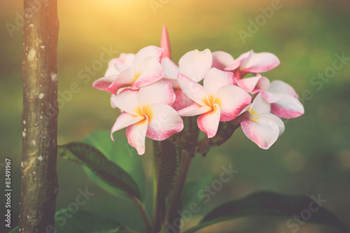 white, pink and yellow plumeria frangipani flowers with leaves photo