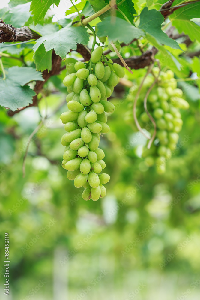 Bunch of fresh green grapes in vineyard