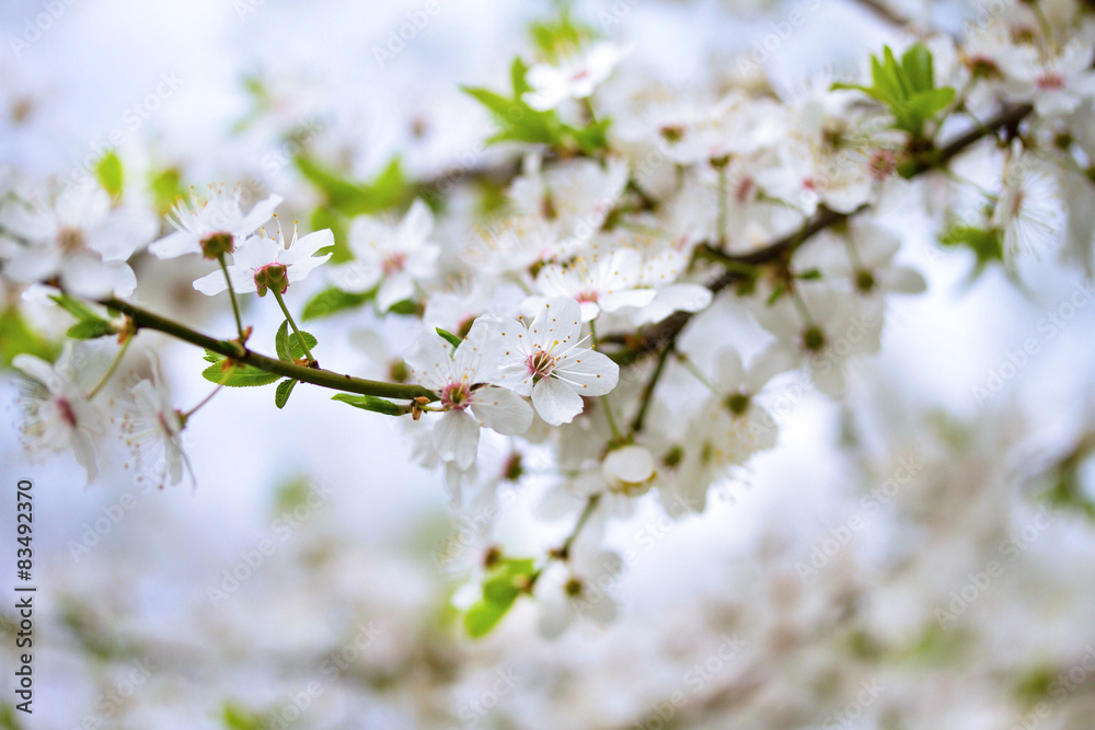Flowers of the cherry blossoms on a spring day